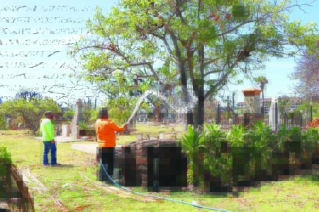 Landscaping experts ask residents to keep healthy trees after fire